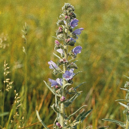 Picture of Herb Vipers Bugloss (Echium Vulgare)